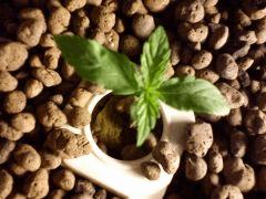 PLant 2 (dessus)