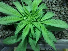 Critaical Kush J+32