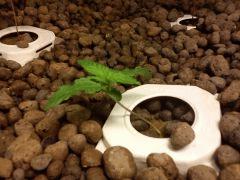 J+9 PLante 1