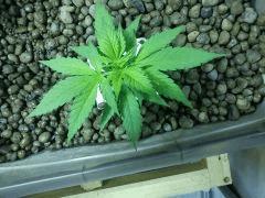 Critical 2 J+32