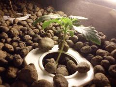 PLant 1