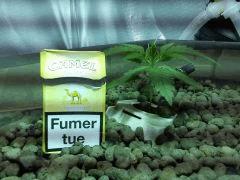 Critical Kush J20
