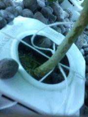 Ficelle