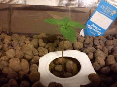 J+9 PLante 4