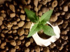 PLant 5 (dessus)