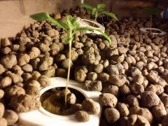 Plant 2
