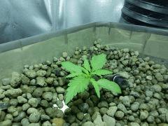 Critical Kush J + 15