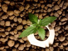 PLant 3 (dessus)
