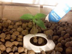 PLant 5
