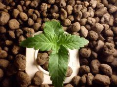 PLant 1 (dessus)