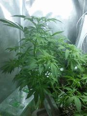 Spécial Kush J+52