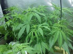 Critical Kush J+52