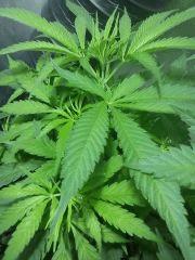 Critical