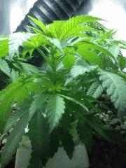 Critical Kush