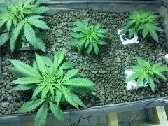 J 32 Critical et Special Kusk