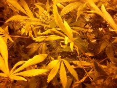 PB ! feuilles qui meurent à Flo + 44