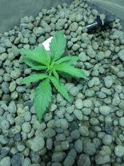 Critical Kush J18