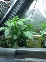 Special Kush J+32