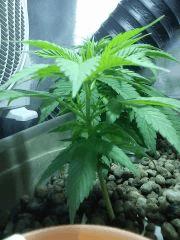 Special Kush J37