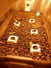 IMG 20101205 194331