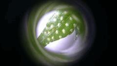 petits trou microscope