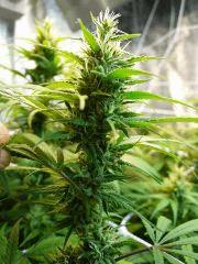 Lagrimosa 44FLO