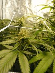 FLO 39 SCROG TANGIE SKYWALKER SSH LAGRIMOSA8
