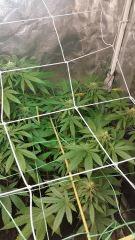 FLO 39 SCROG TANGIE SKYWALKER SSH LAGRIMOSA5