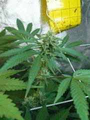 FLO 39 SCROG TANGIE SKYWALKER SSH LAGRIMOSA14
