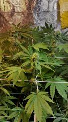 FLO 39 SCROG TANGIE SKYWALKER SSH LAGRIMOSA3