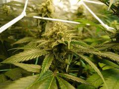 Skywalker kush 44FLO