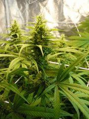 FLO 39 SCROG TANGIE SKYWALKER SSH LAGRIMOSA12