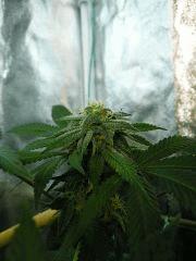 The tangie 44FLO