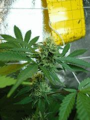 Super sayan haze 44FLO