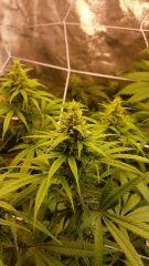 FLO 39 SCROG TANGIE SKYWALKER SSH LAGRIMOSA2