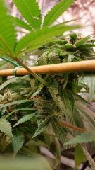 FLO 39 SCROG TANGIE SKYWALKER SSH LAGRIMOSA6
