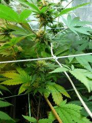 Super sayan haze 44FLO