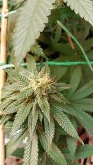 FLO 39 SCROG TANGIE SKYWALKER SSH LAGRIMOSA7