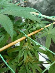 The tangie 44FLO