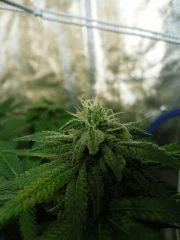 The tangie 44FLO