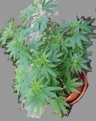maturing plant2