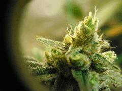 Skywalker kush 44FLO