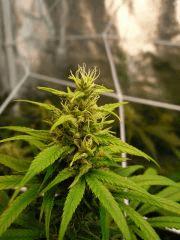 Shining silver haze mix:indoor/outdoor 5mois
