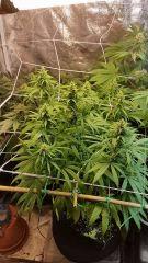 FLO 39 SCROG TANGIE SKYWALKER SSH LAGRIMOSA1