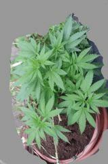 maturing plant4