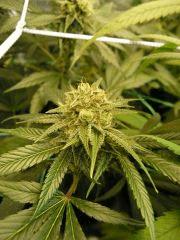 FLO 39 SCROG TANGIE SKYWALKER SSH LAGRIMOSA11