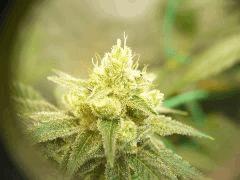 Skywalker kush 44FLO