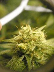 Skywalker kush 44FLO