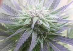 Belle Bud2