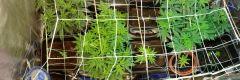 RUN FLO ACTUEL 13.09.16 MIX SCROG et ONE BUD